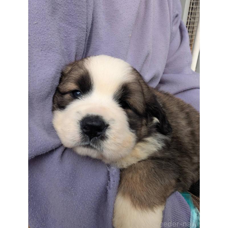 販売中の宮崎県のミックス犬-430884の5枚目