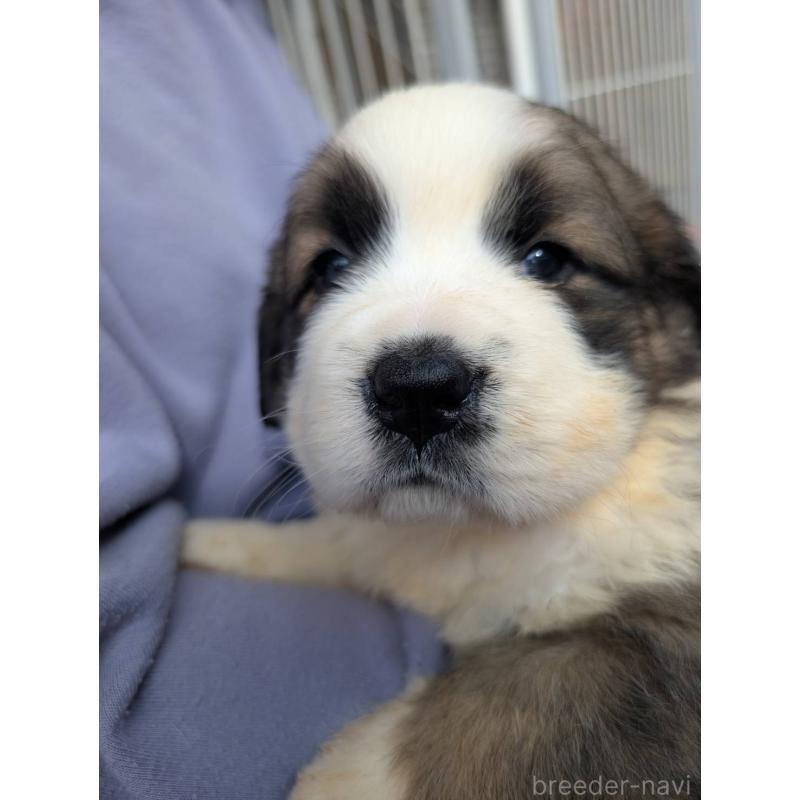 販売中の宮崎県のミックス犬-430884の1枚目