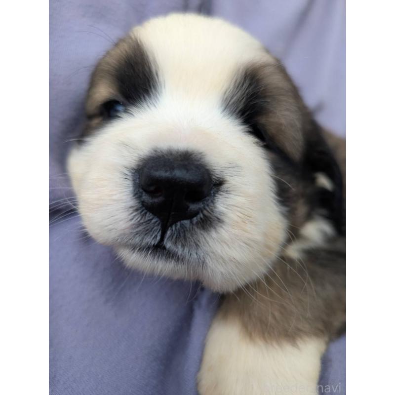 販売中の宮崎県のミックス犬-430884の4枚目