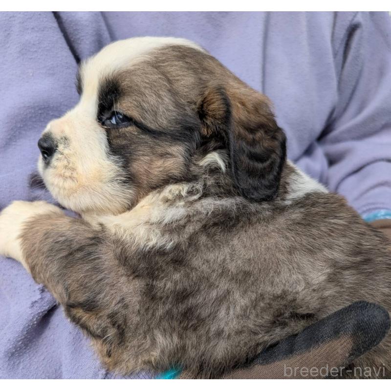 販売中の宮崎県のミックス犬-430884の2枚目