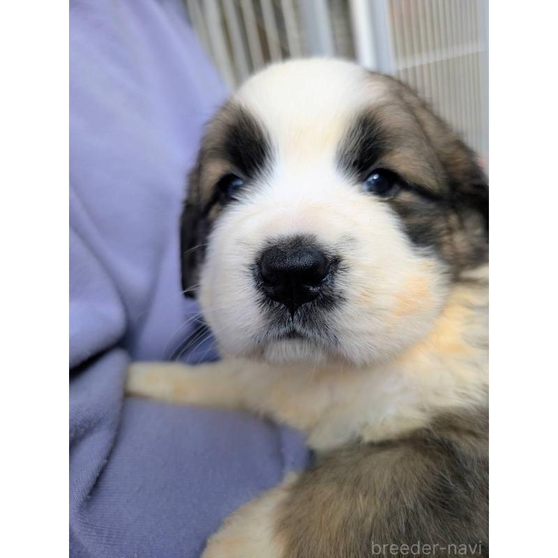 販売中の宮崎県のミックス犬-430884の3枚目