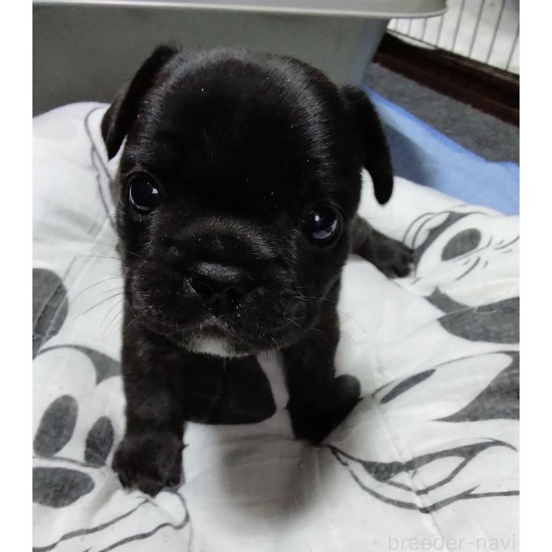 成約済の群馬県のフレンチブルドッグ-427638の11枚目