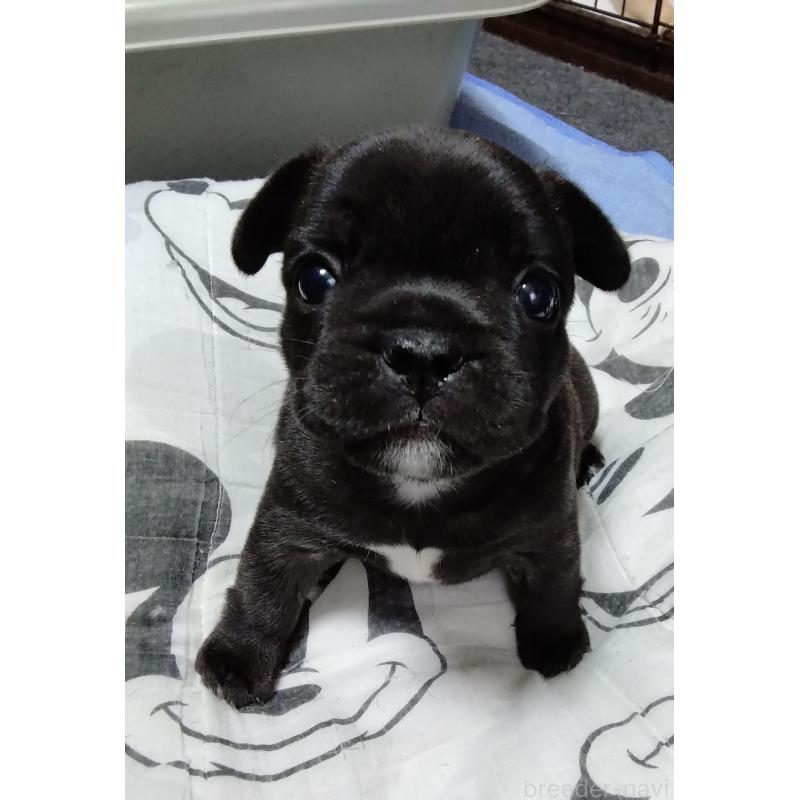 成約済の群馬県のフレンチブルドッグ-427638の10枚目