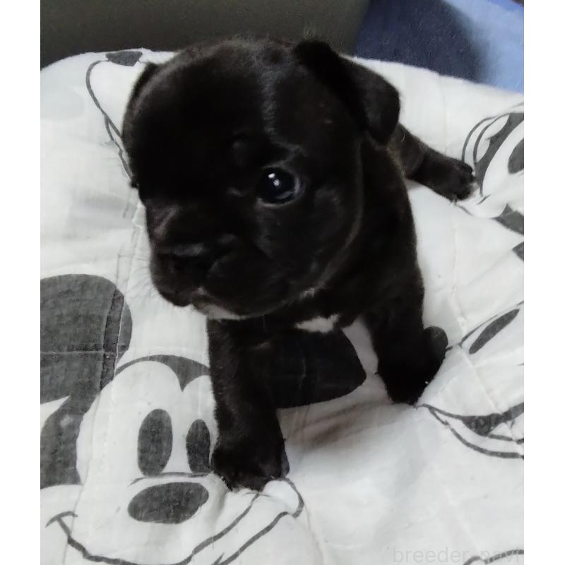 成約済の群馬県のフレンチブルドッグ-427638の9枚目