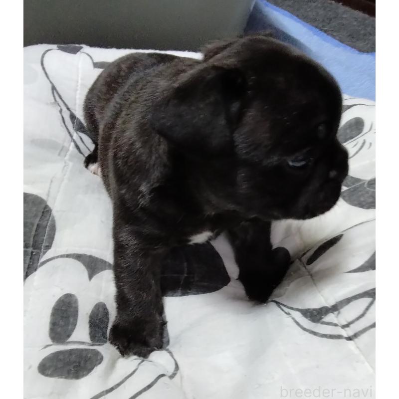 成約済の群馬県のフレンチブルドッグ-427638の7枚目