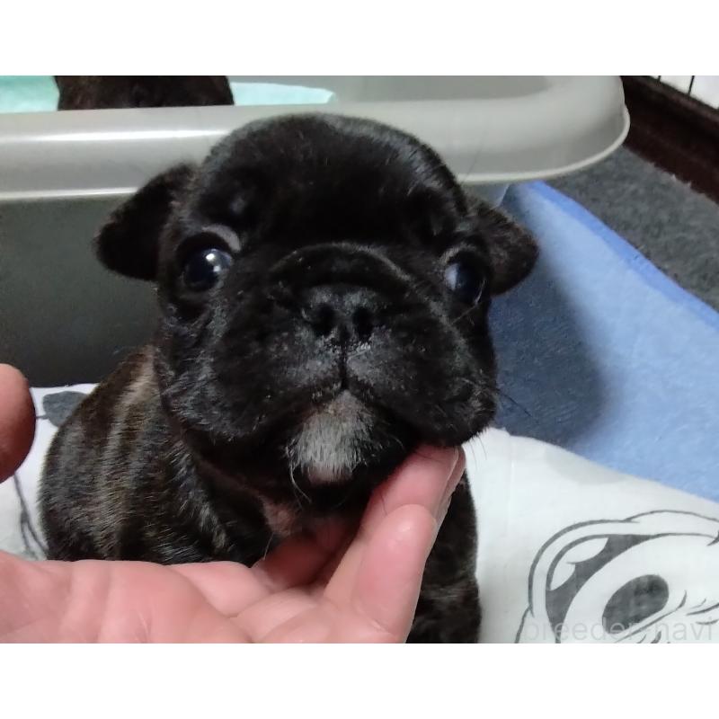 販売中の群馬県のフレンチブルドッグ-427637の6枚目