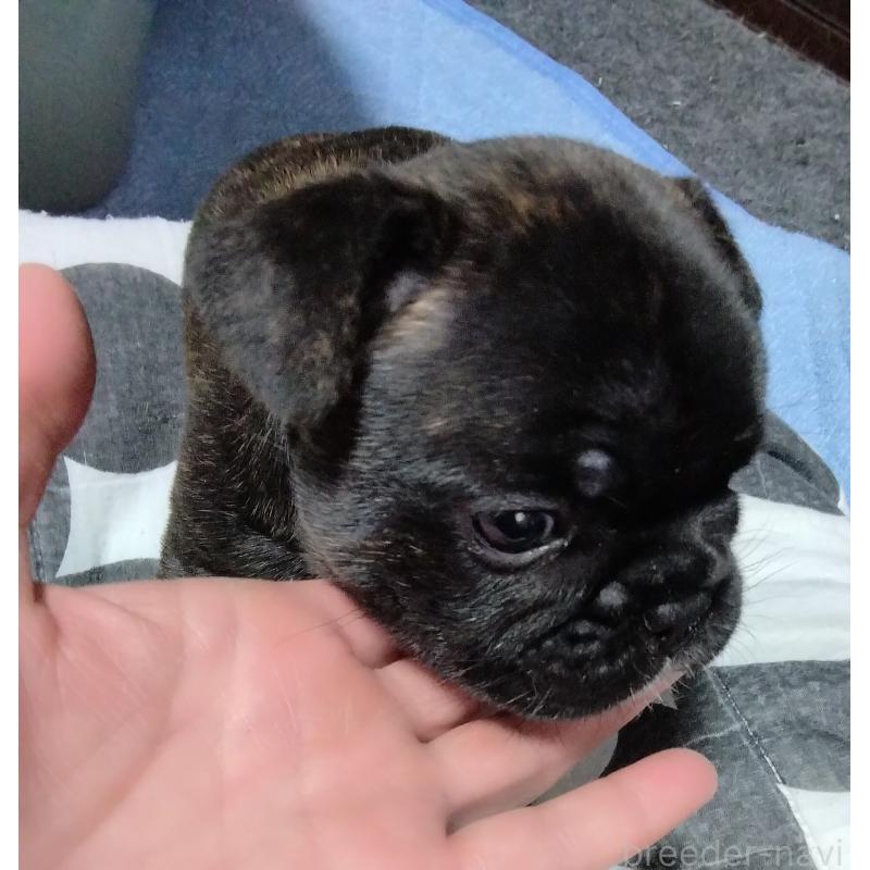 販売中の群馬県のフレンチブルドッグ-427637の5枚目