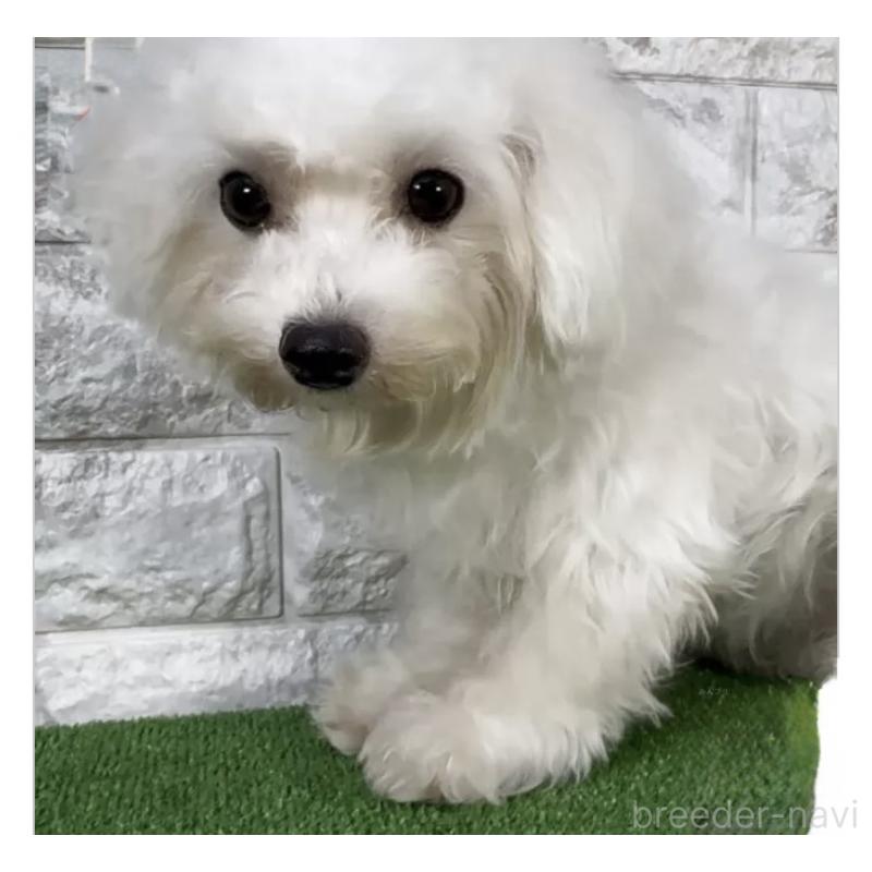 成約済の埼玉県のビションフリーゼ-405149の1枚目