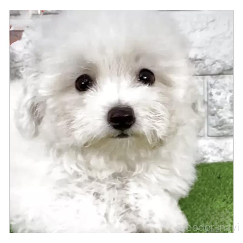 成約済の埼玉県のビションフリーゼ-405149の3枚目