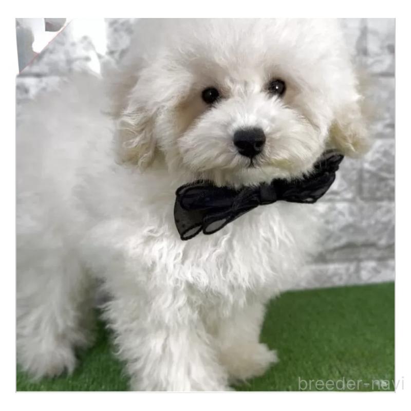 販売中の埼玉県のタイニープードル-422420の3枚目