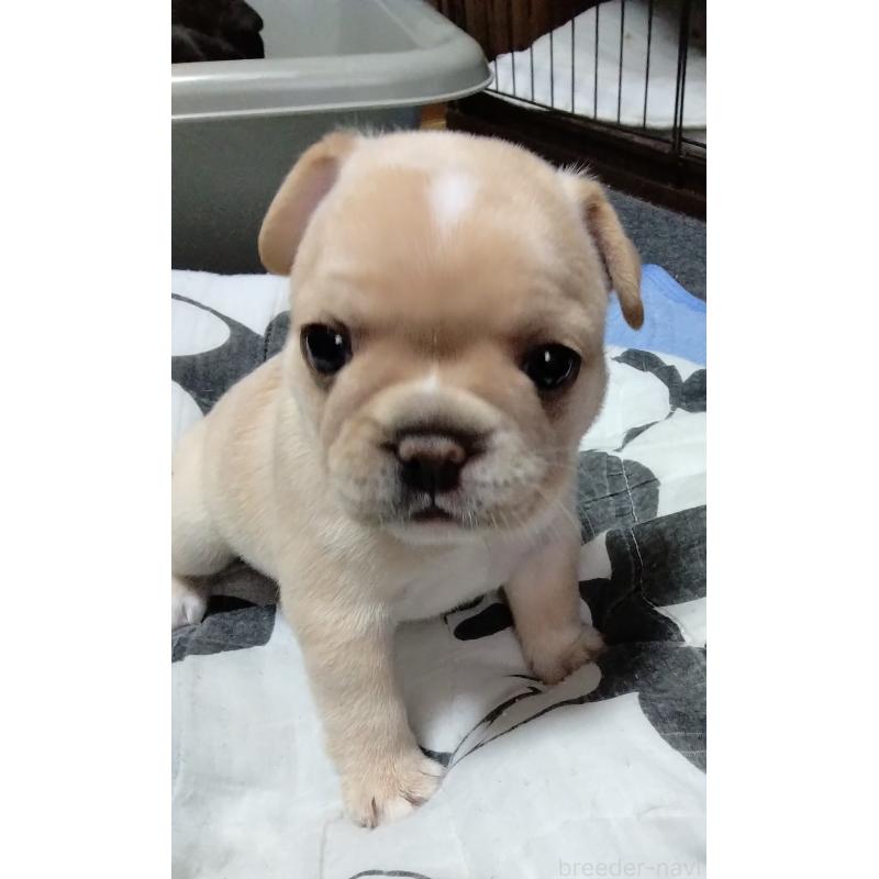 成約済の群馬県のフレンチブルドッグ-427639の5枚目