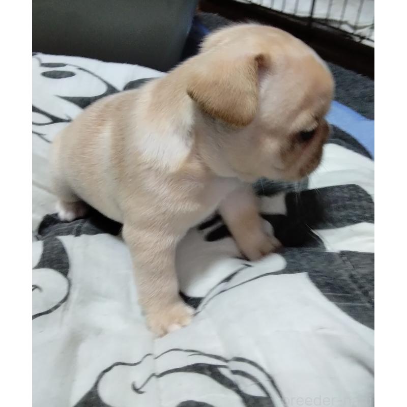 成約済の群馬県のフレンチブルドッグ-427639の4枚目