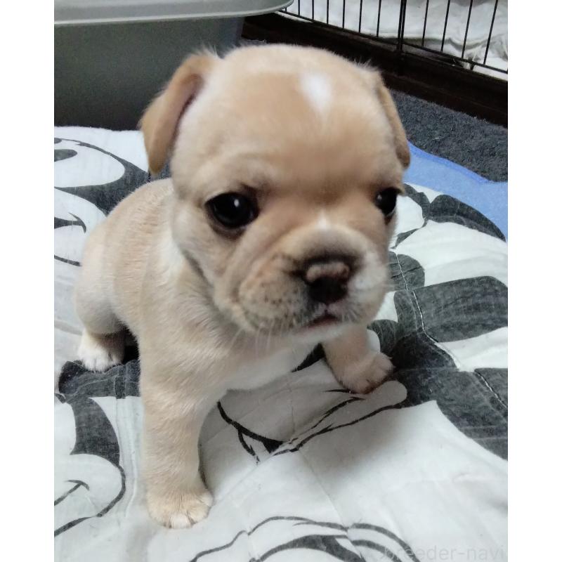 成約済の群馬県のフレンチブルドッグ-427639の3枚目