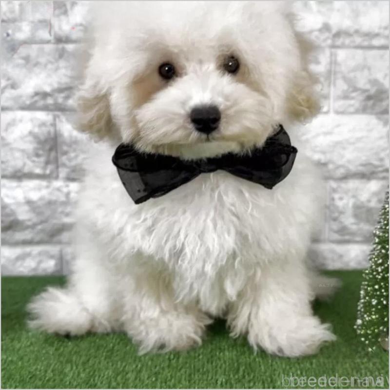 販売中の埼玉県のタイニープードル-422420の1枚目