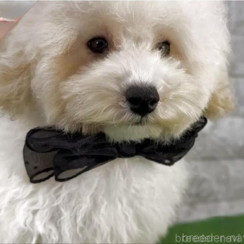 販売中の埼玉県のタイニープードル-422420の2枚目