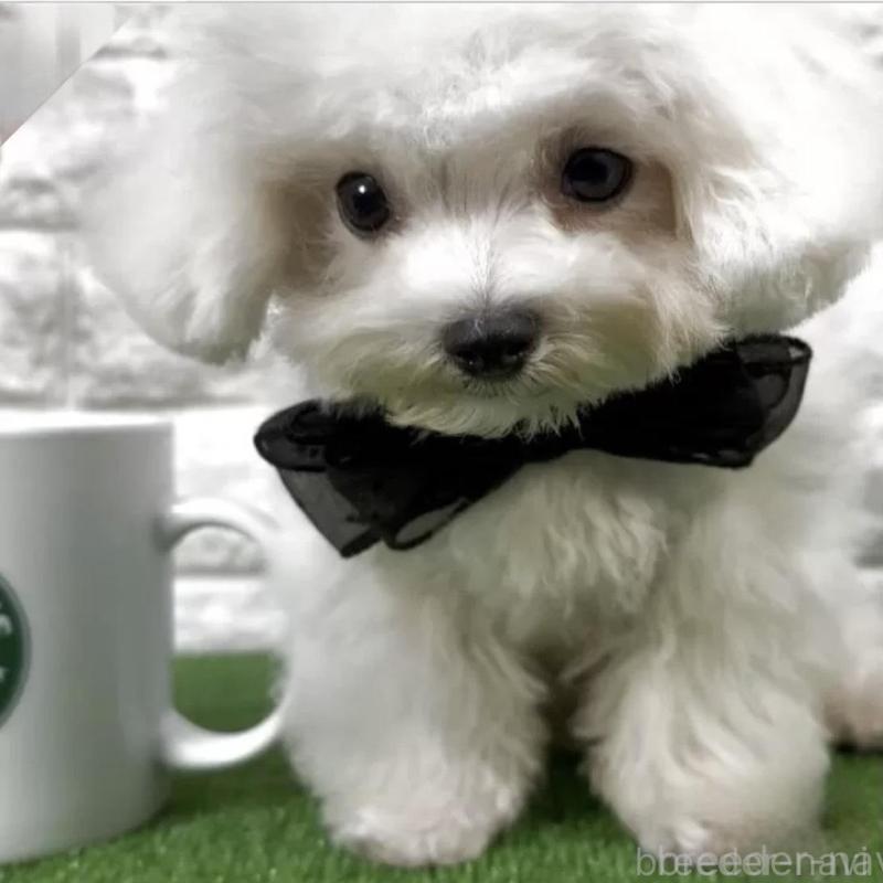 販売中の埼玉県のビションフリーゼ-422419の3枚目