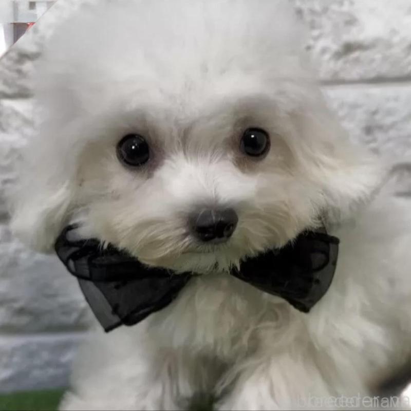 販売中の埼玉県のビションフリーゼ-422419の2枚目