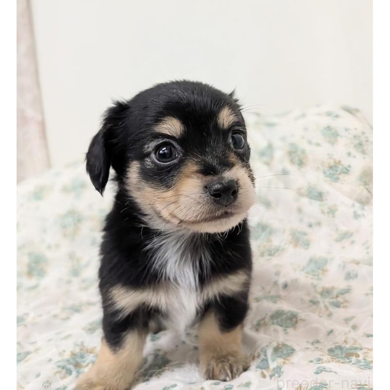 販売中の宮崎県のチワックス:チワワ×ミニチュアダックスフンド-430887の7枚目