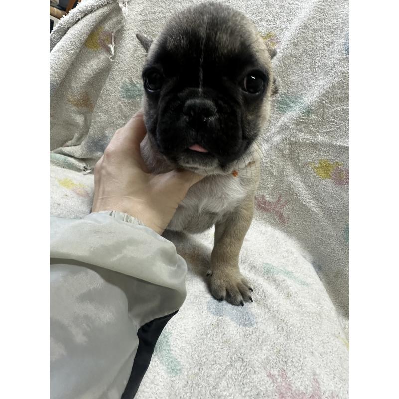 販売中の千葉県のフレンチブルドッグ-430885の1枚目