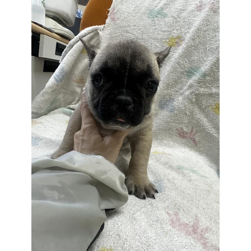販売中の千葉県のフレンチブルドッグ-430885の5枚目