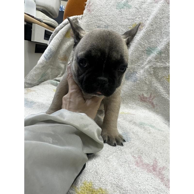 販売中の千葉県のフレンチブルドッグ-430885の4枚目