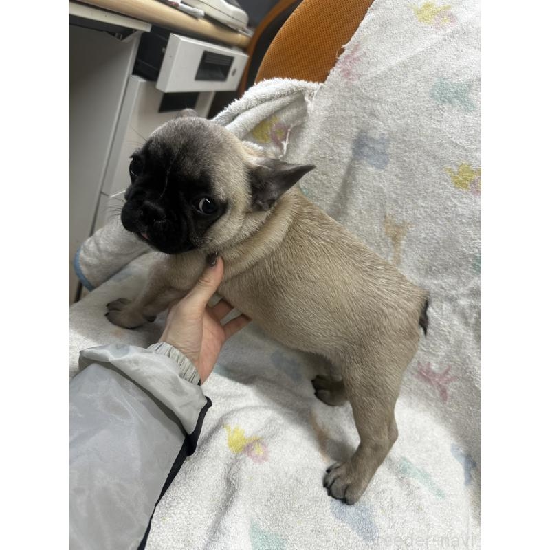 販売中の千葉県のフレンチブルドッグ-430885の3枚目