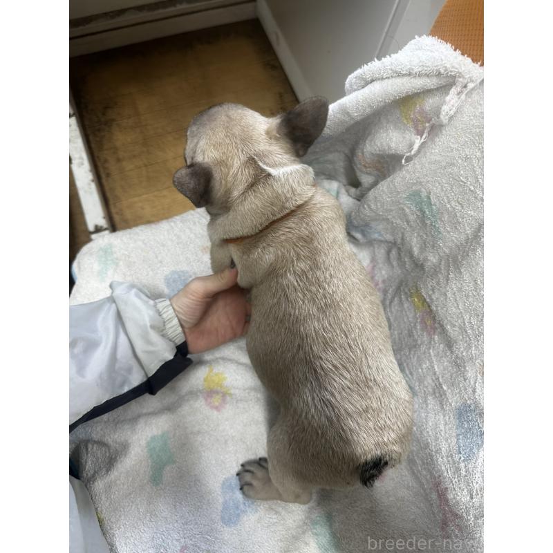 販売中の千葉県のフレンチブルドッグ-430885の2枚目