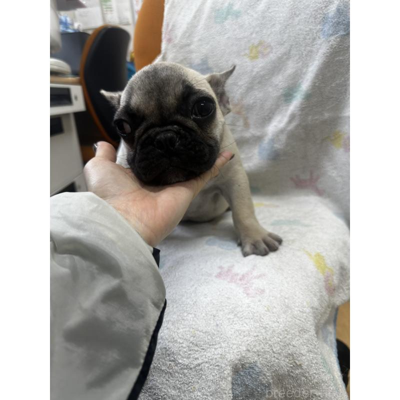 販売中の千葉県のフレンチブルドッグ-422988の5枚目