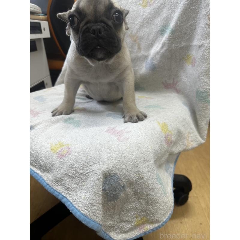 販売中の千葉県のフレンチブルドッグ-422988の4枚目