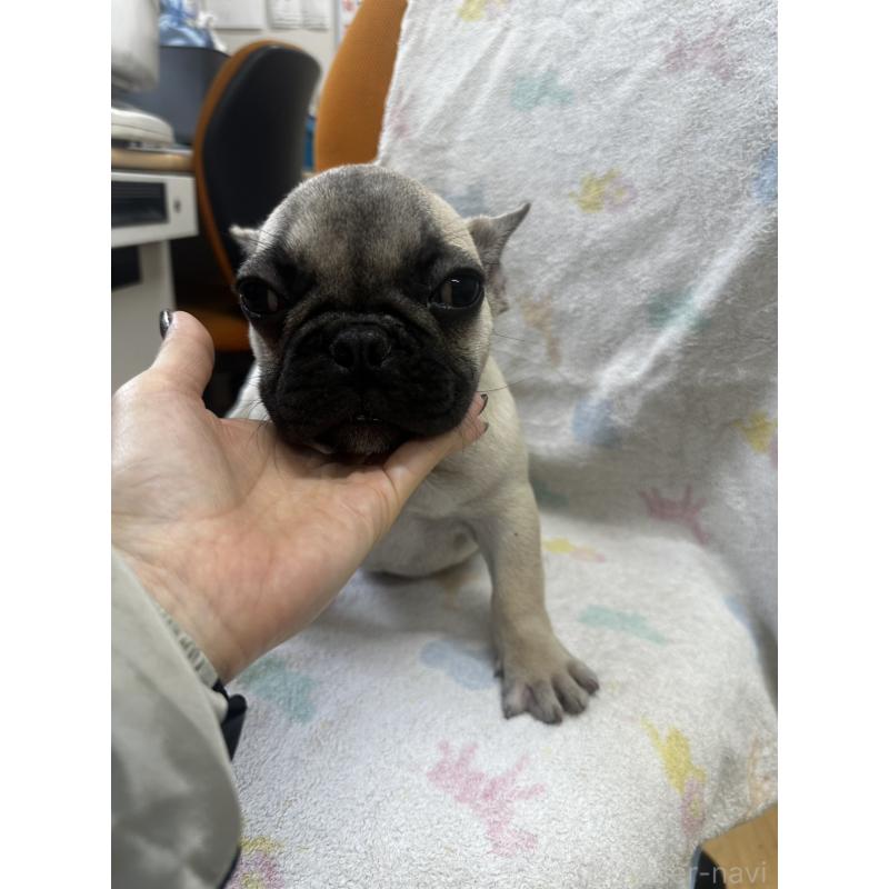 販売中の千葉県のフレンチブルドッグ-422988の1枚目