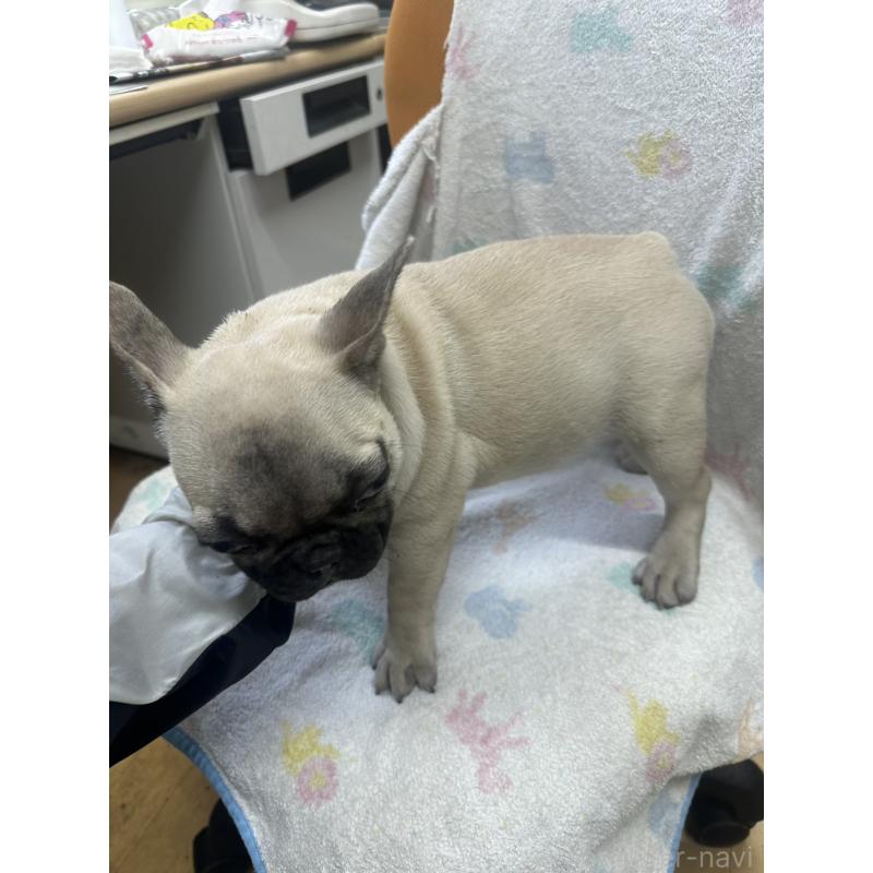 販売中の千葉県のフレンチブルドッグ-422988の3枚目