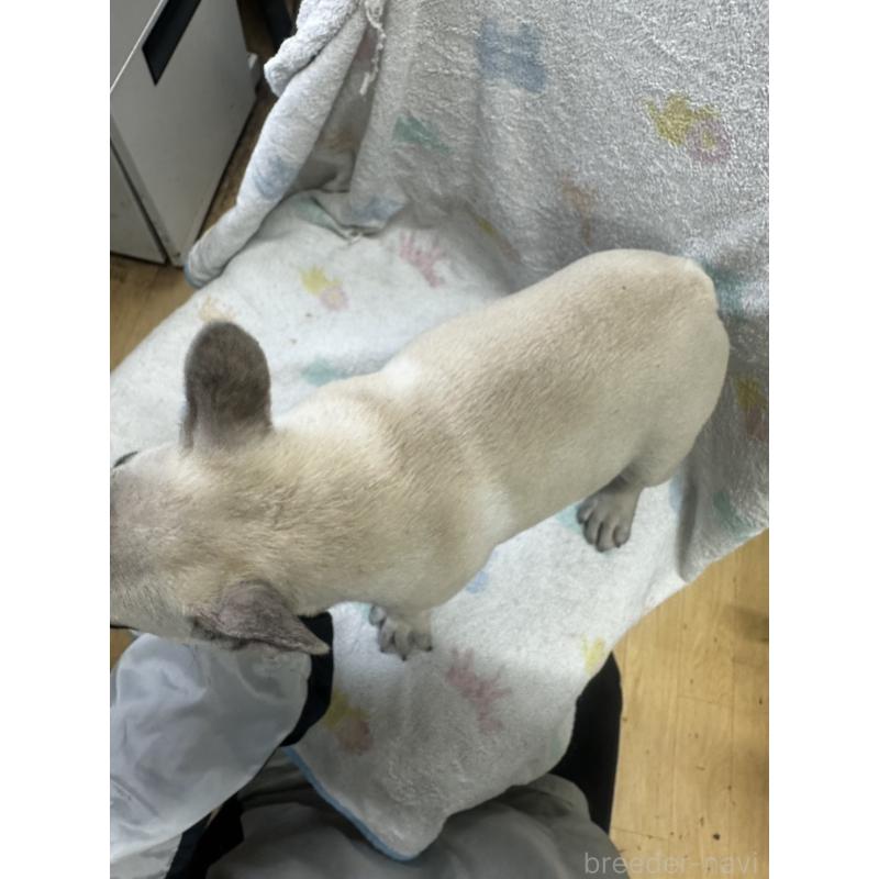 販売中の千葉県のフレンチブルドッグ-422988の2枚目