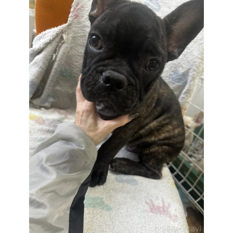 販売中の千葉県のフレンチブルドッグ-418593の5枚目