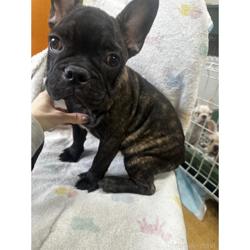 販売中の千葉県のフレンチブルドッグ-418593