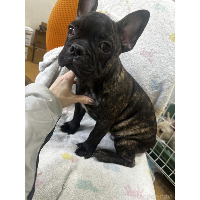 販売中の千葉県のフレンチブルドッグ-418593の4枚目