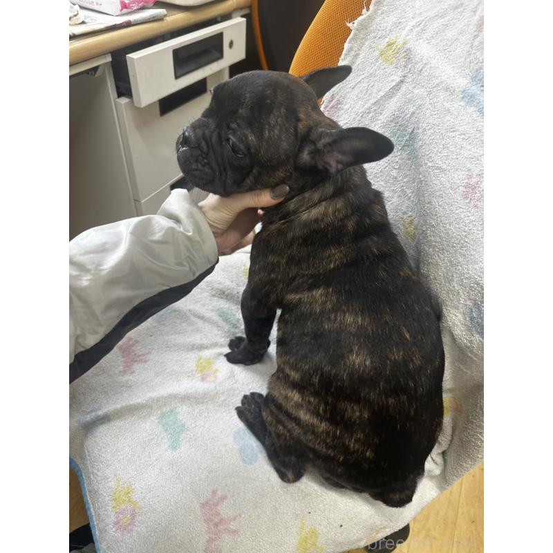 販売中の千葉県のフレンチブルドッグ-418593の3枚目