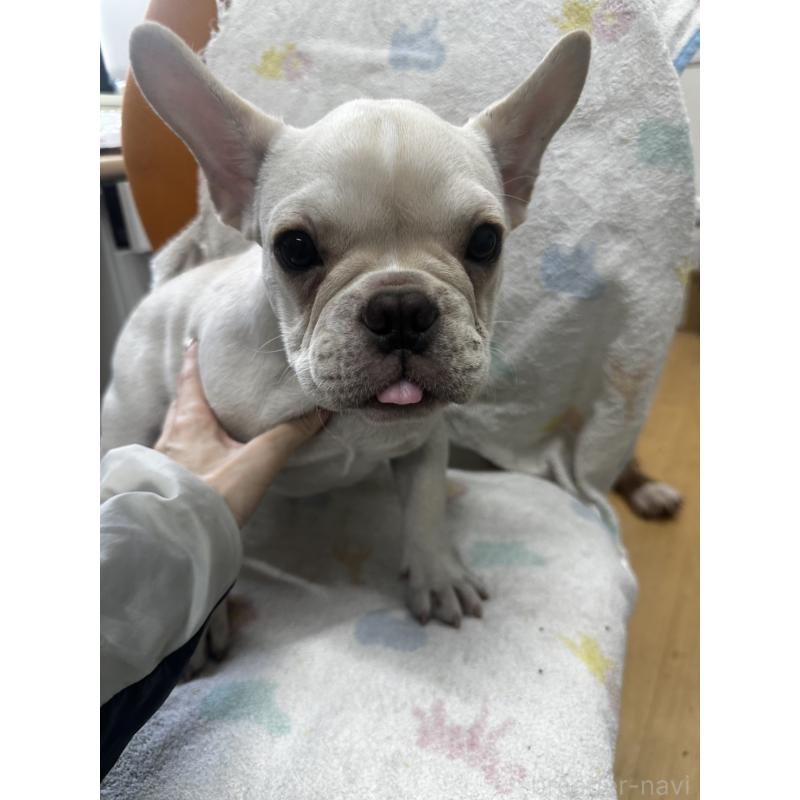 成約済の千葉県のフレンチブルドッグ-415852の5枚目