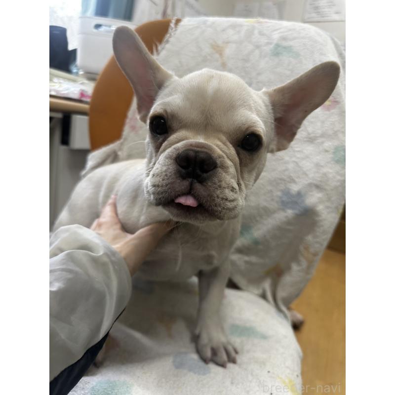 販売中ののフレンチブルドッグ-415852