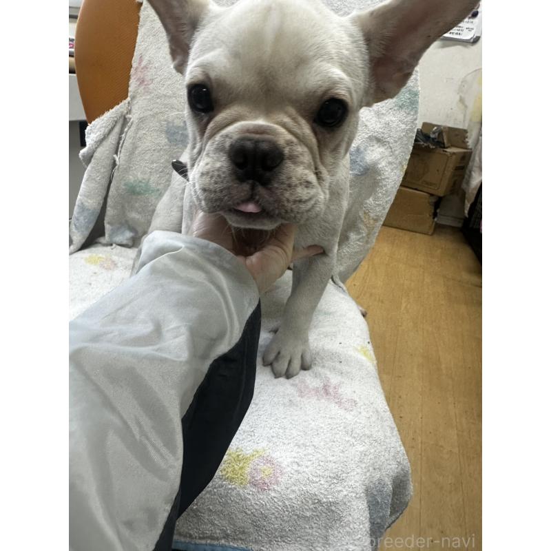成約済の千葉県のフレンチブルドッグ-415852の4枚目