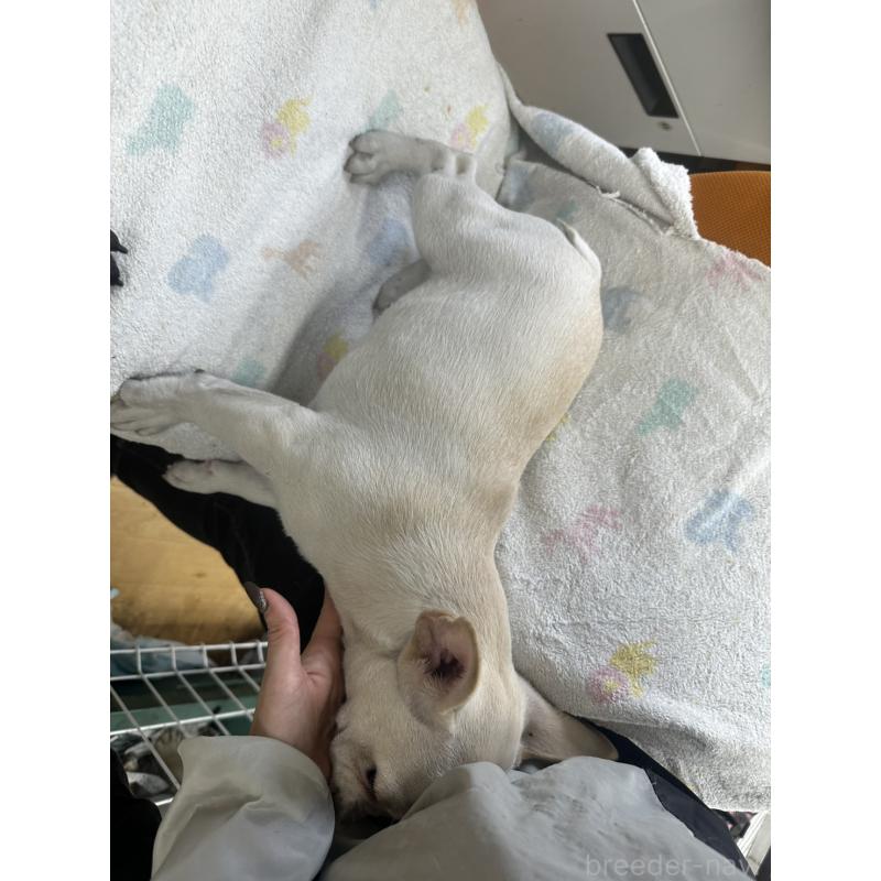 成約済の千葉県のフレンチブルドッグ-415852の2枚目