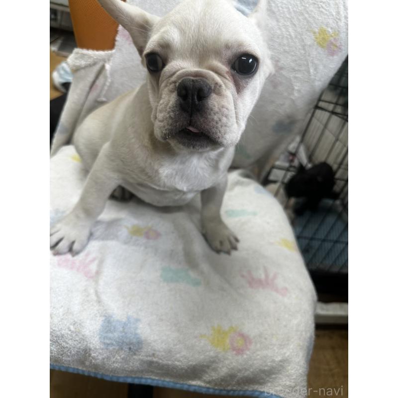 成約済の千葉県のフレンチブルドッグ-415855の6枚目