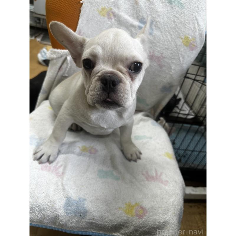 成約済の千葉県のフレンチブルドッグ-415855の1枚目