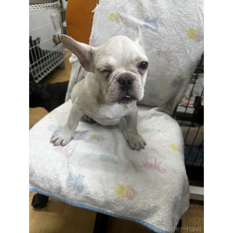 成約済の千葉県のフレンチブルドッグ-415855の4枚目