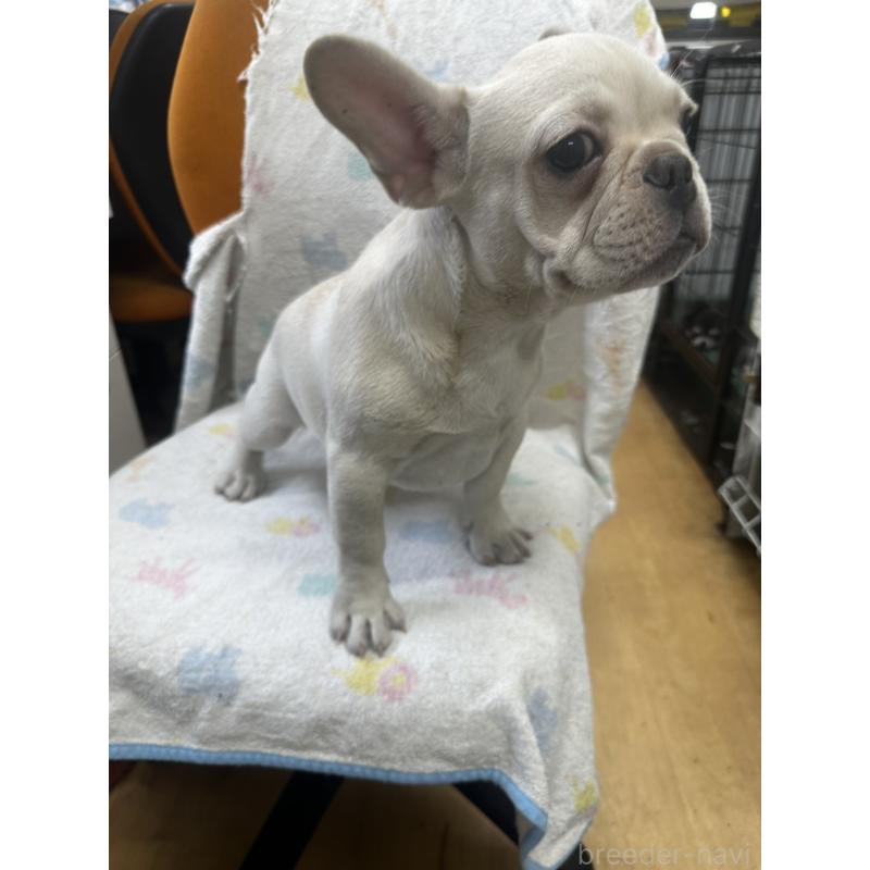 成約済の千葉県のフレンチブルドッグ-415855の3枚目