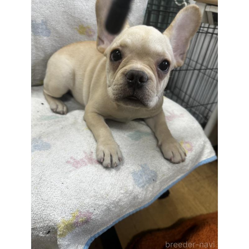 販売中の千葉県のフレンチブルドッグ-415859の5枚目