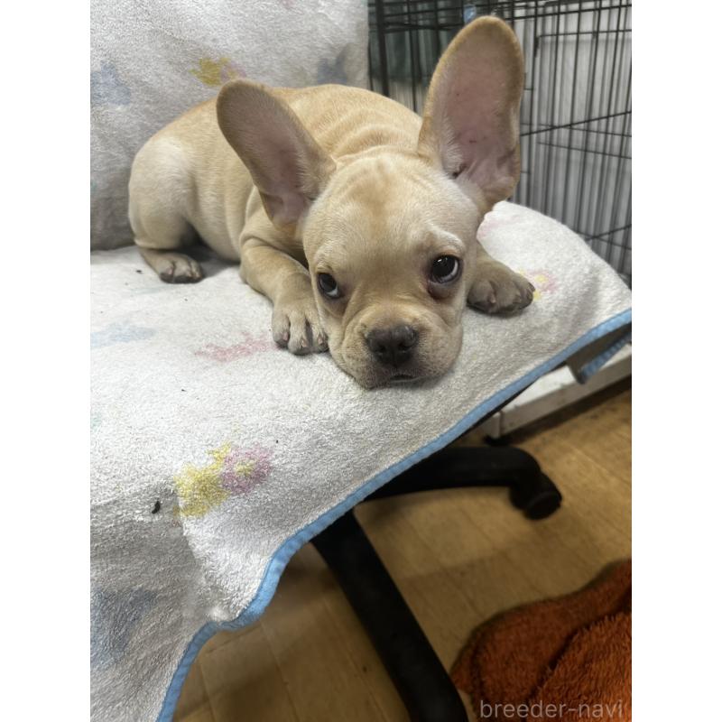 販売中の千葉県のフレンチブルドッグ-415859の4枚目