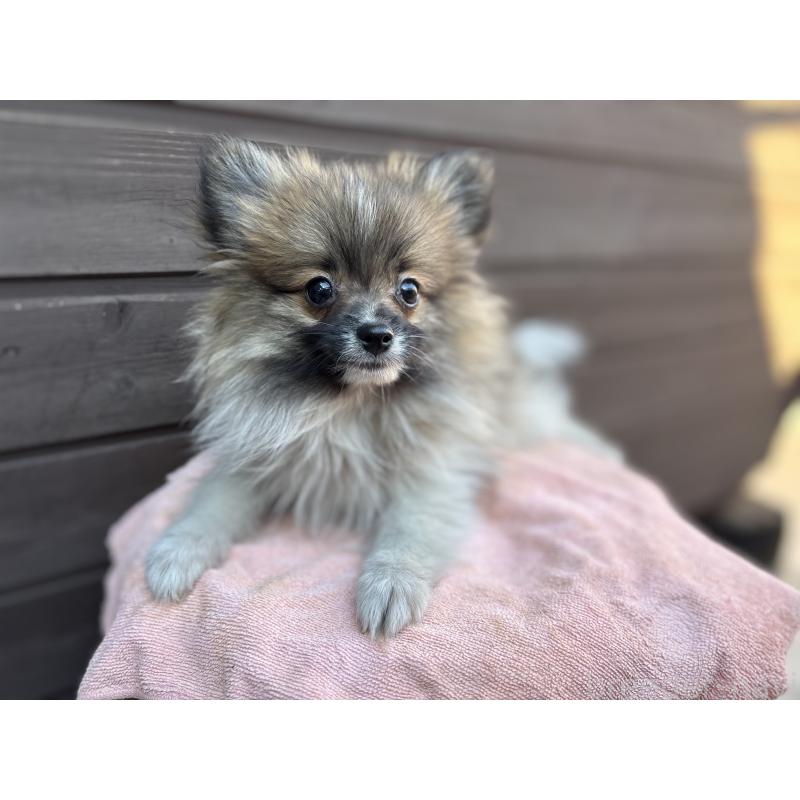 販売中の東京都のポメラニアン-423653の2枚目
