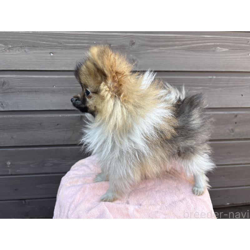 販売中の東京都のポメラニアン-423654の4枚目