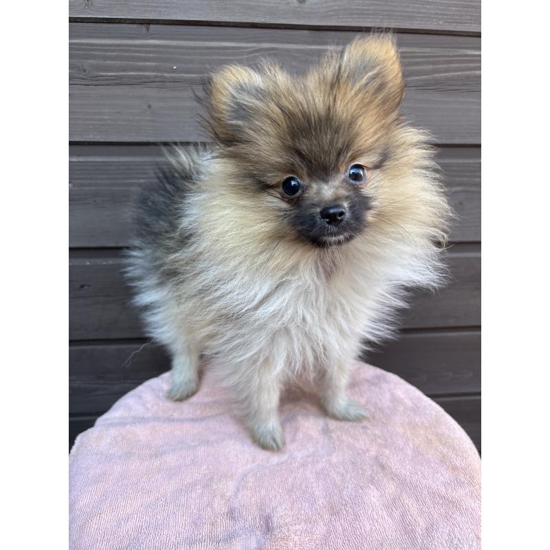 販売中の東京都のポメラニアン-423654の3枚目