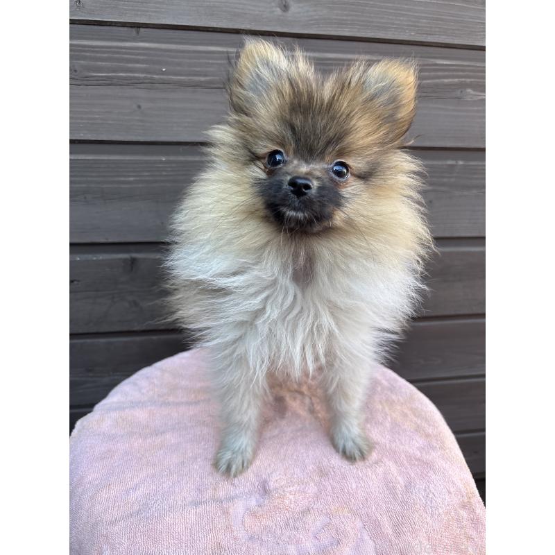 販売中の東京都のポメラニアン-423654の2枚目